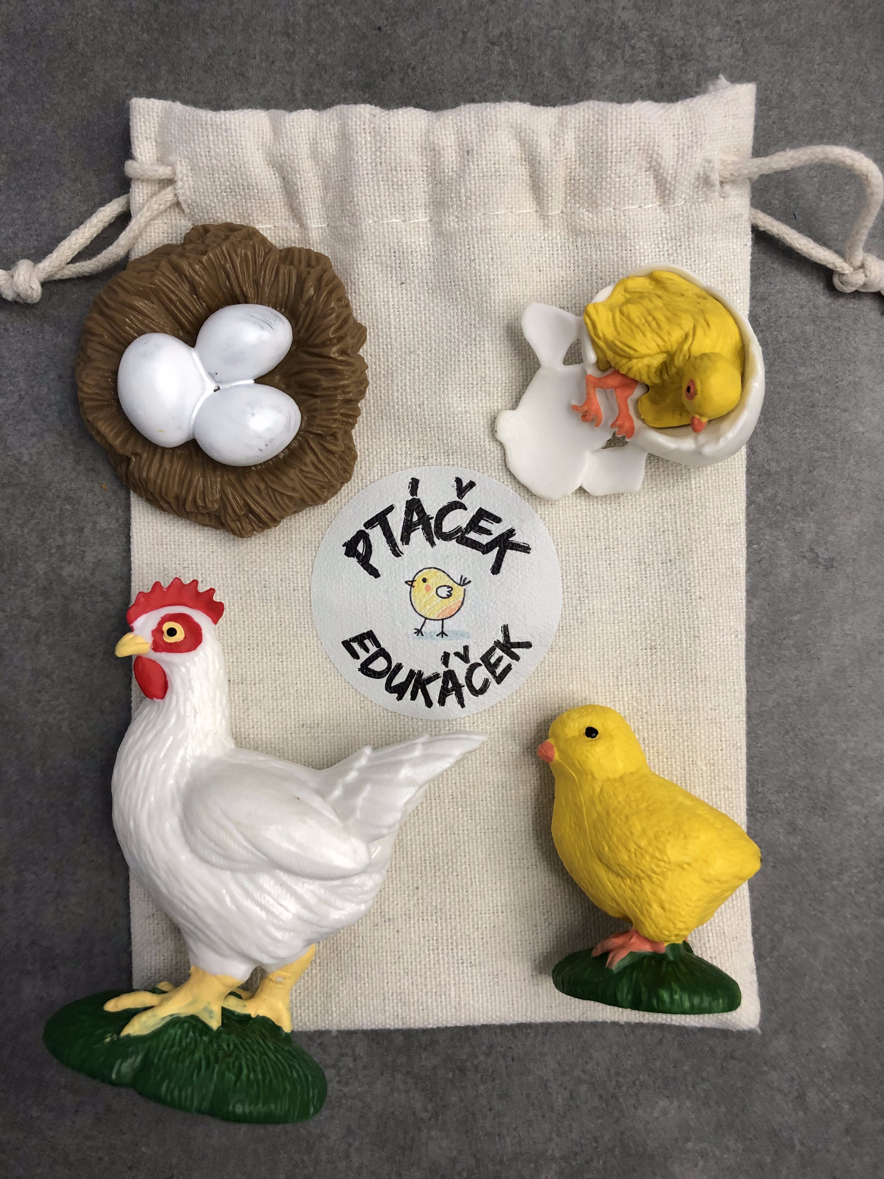 Životní cyklus slepice. Vývoj kura domácího pro děti.