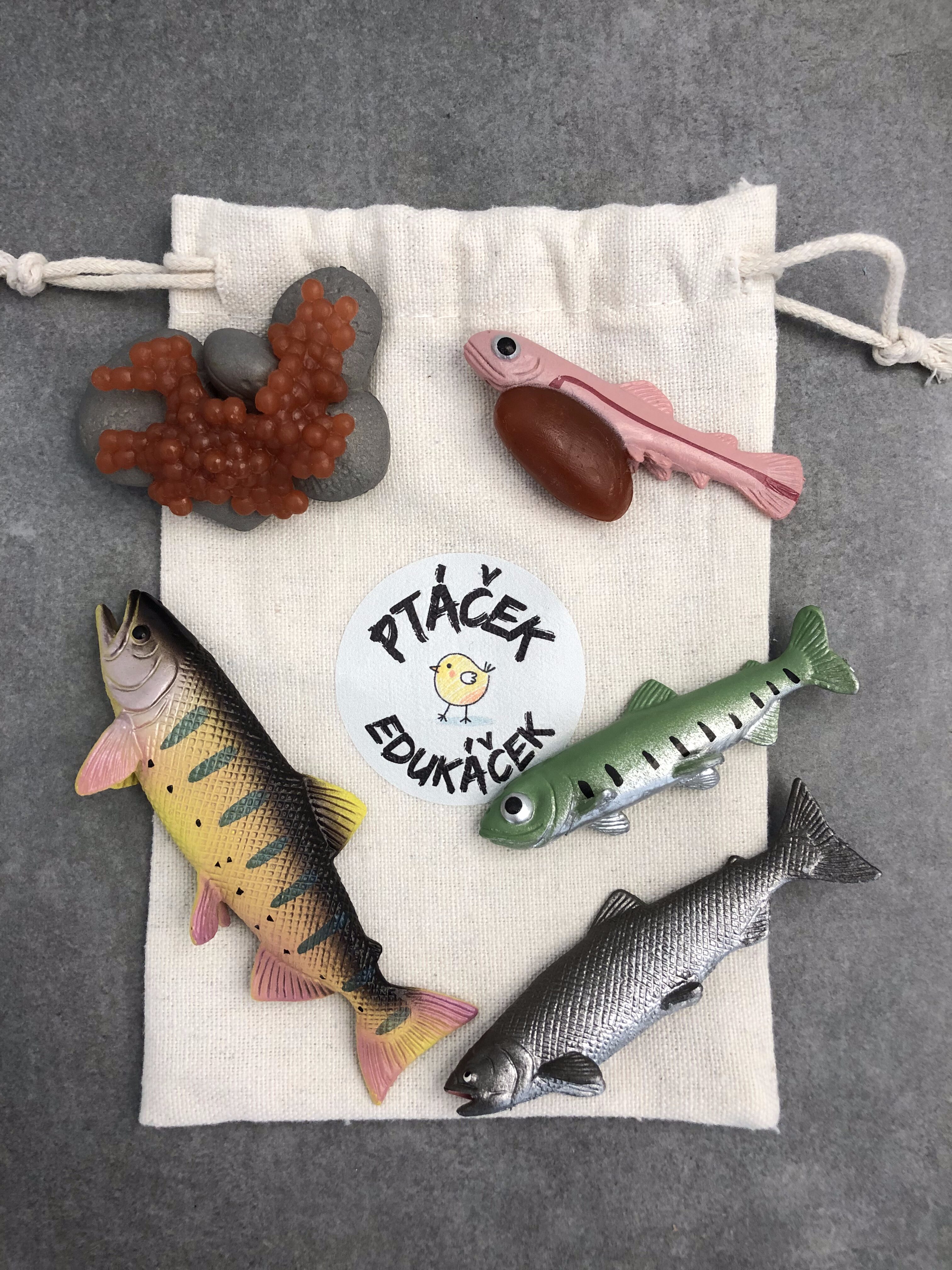 Životní cyklus lososa. Pomůcka pro děti, kde pochopí vývoj lososa hravě a zábavně.